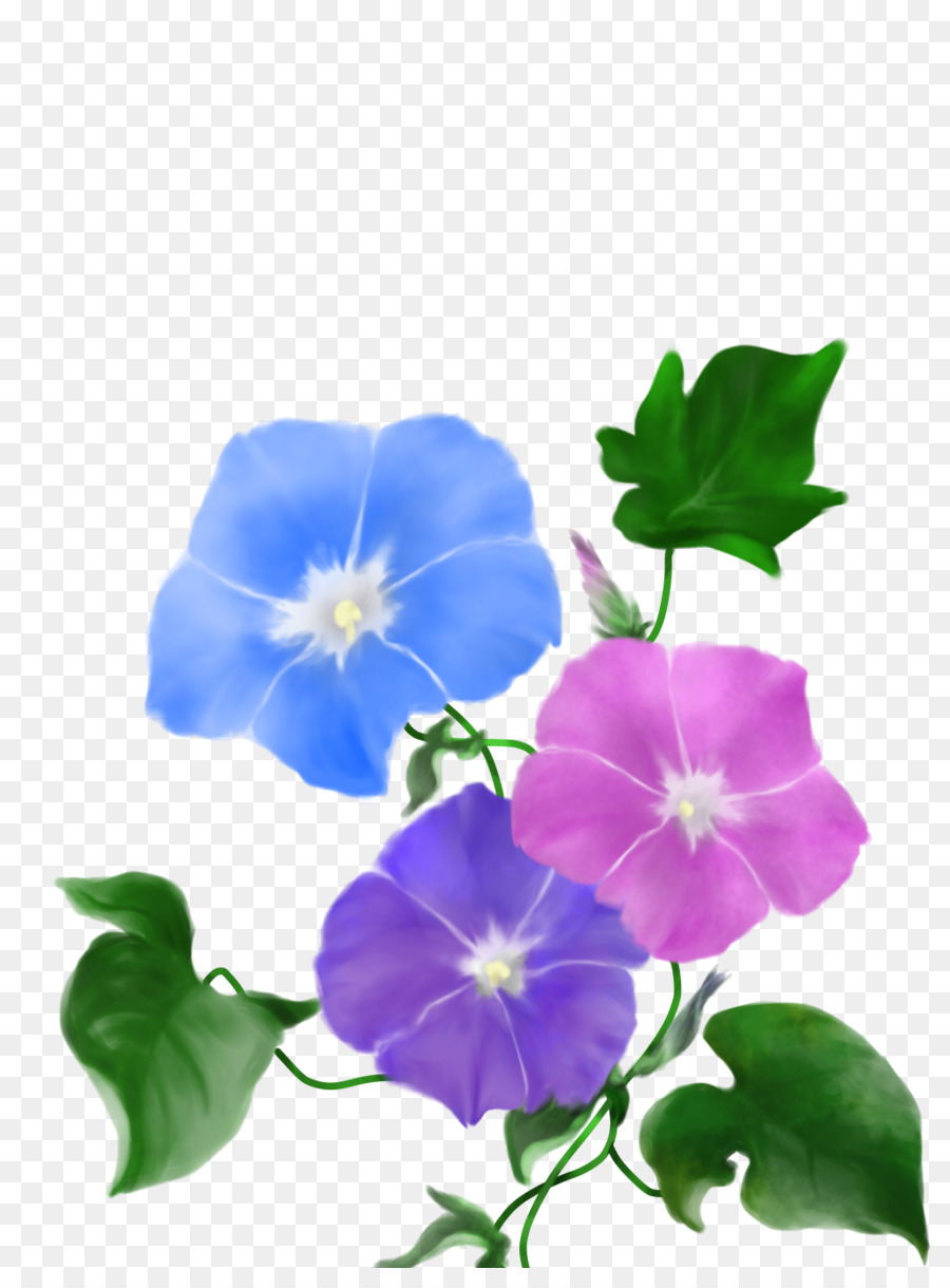 Flores De Gloria De La Mañana，Azul PNG