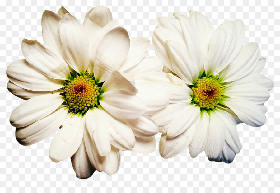 Flores Blancas，Florecer PNG