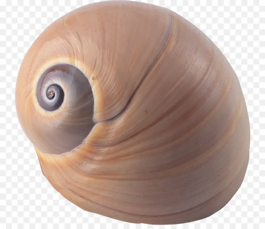 Concha De Caracol，Caracol PNG