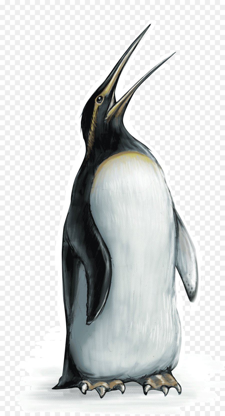 Pingüino Rey，Aves PNG