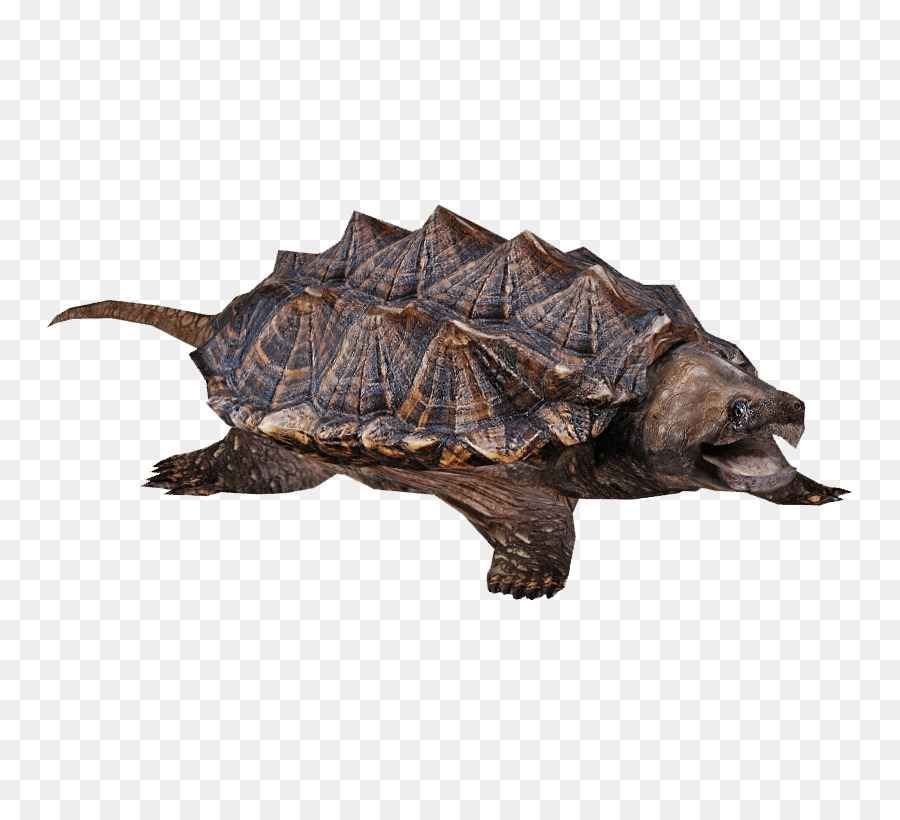 Tortuga，Común De Ajuste De La Tortuga PNG