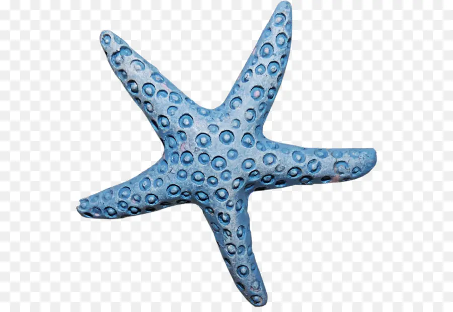 Estrella De Mar，Invertebrados PNG