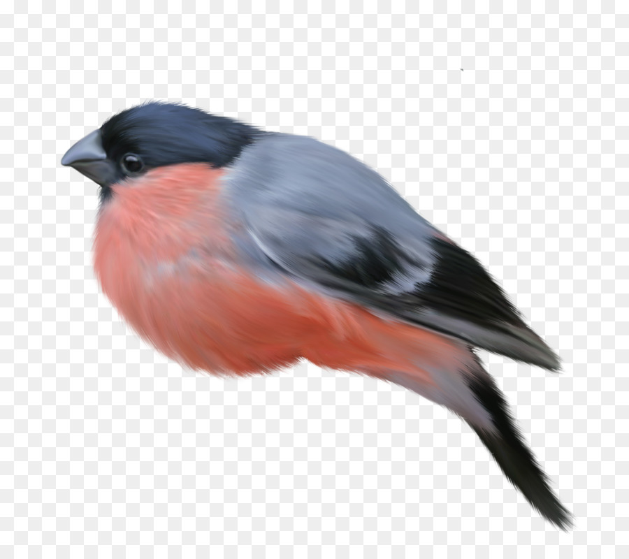 Aves，Animal PNG