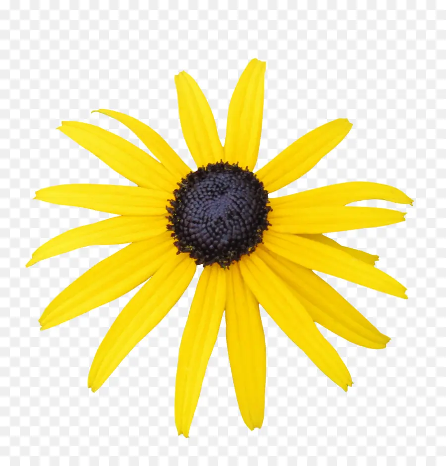 Común Daisy，Blackeyed Susan PNG