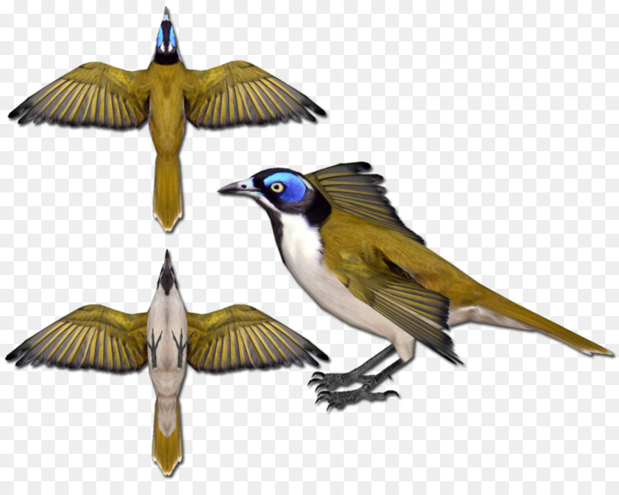 Bluefaced Honeyeater，Aves Melífagas PNG