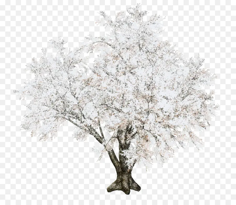 Ramita，Árbol PNG