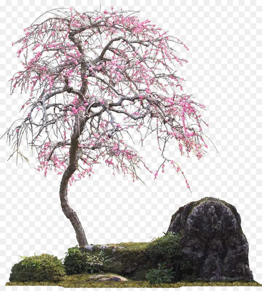 árbol De Flor Rosa，Bambú PNG