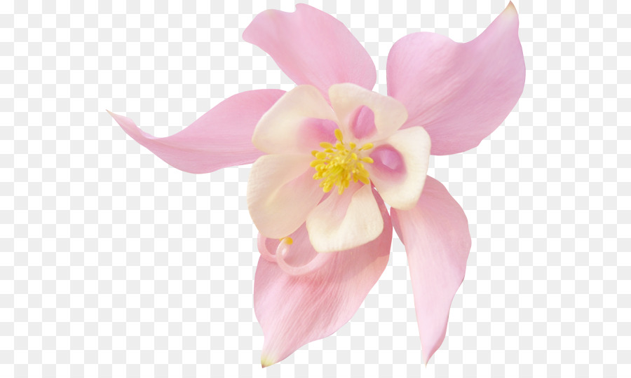 Flores，Florecer PNG