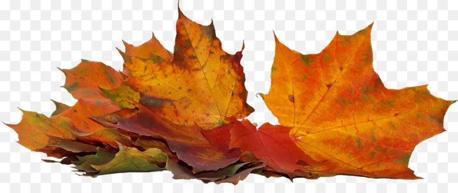 Otoño，2018 PNG