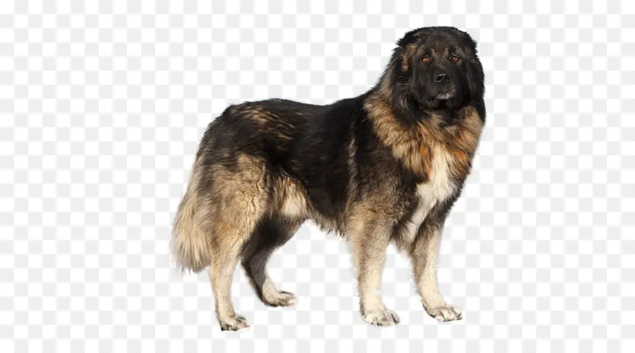 Perro，Mascota PNG