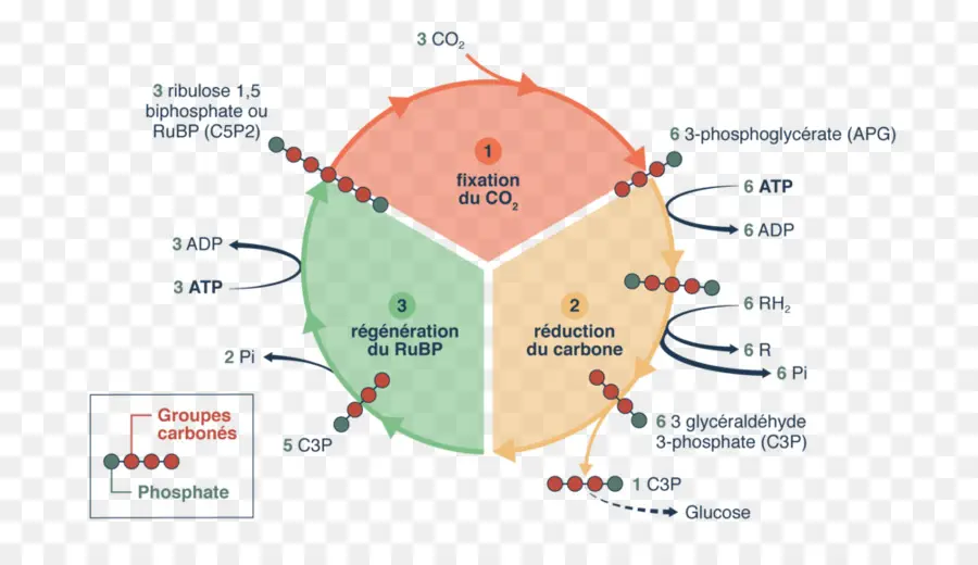 Ciclo De Calvin，La Fotosíntesis PNG