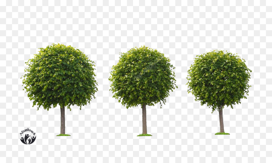 Una Fotografía De Stock，Árbol PNG