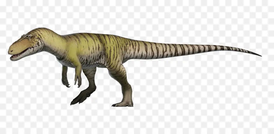 Torvosaurus，Megalosaurus PNG