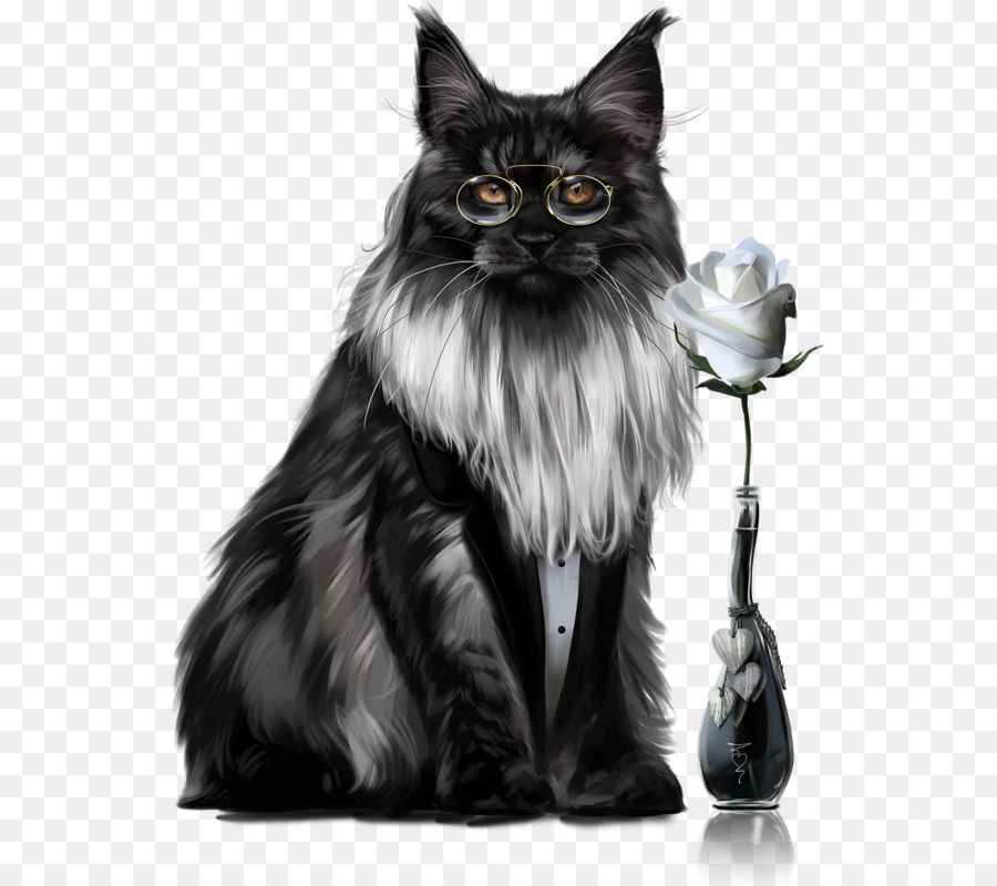 Maine Coon，Gato Persa PNG