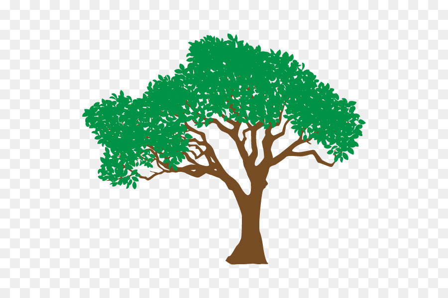 Árbol，árbol De Frondosas PNG