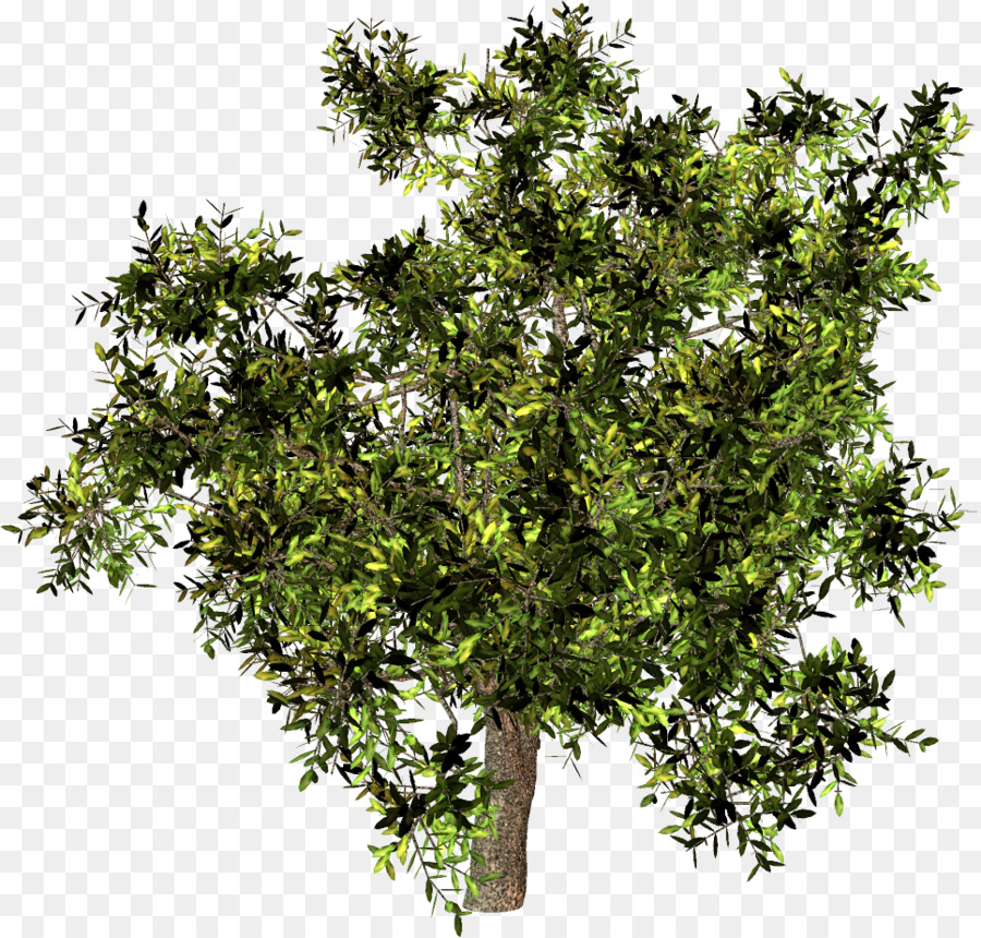 árbol Verde，Naturaleza PNG