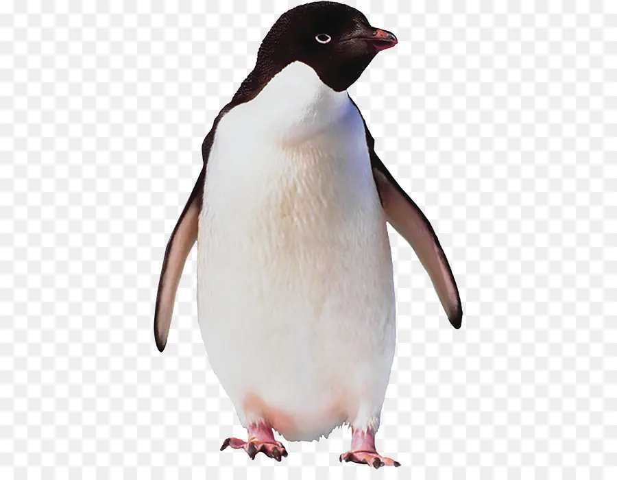 Pingüino，Aves PNG