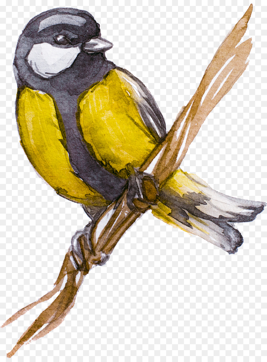 Pájaro Amarillo，Rama PNG