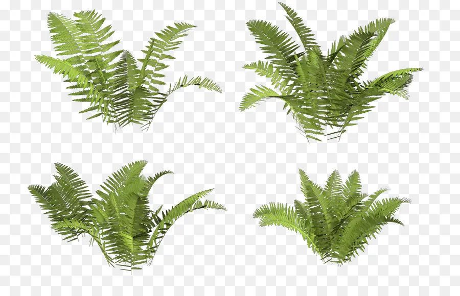 Avestruz Fern，Helecho PNG