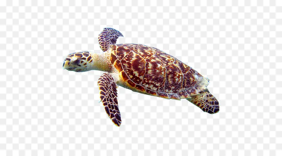 Tortuga，Reptiles PNG