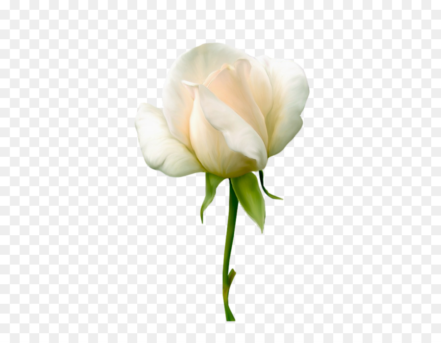 Flor Blanca，Florecer PNG