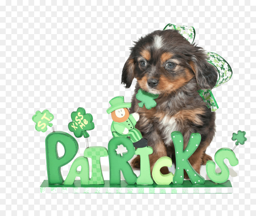 Cachorro，Cavapoo PNG