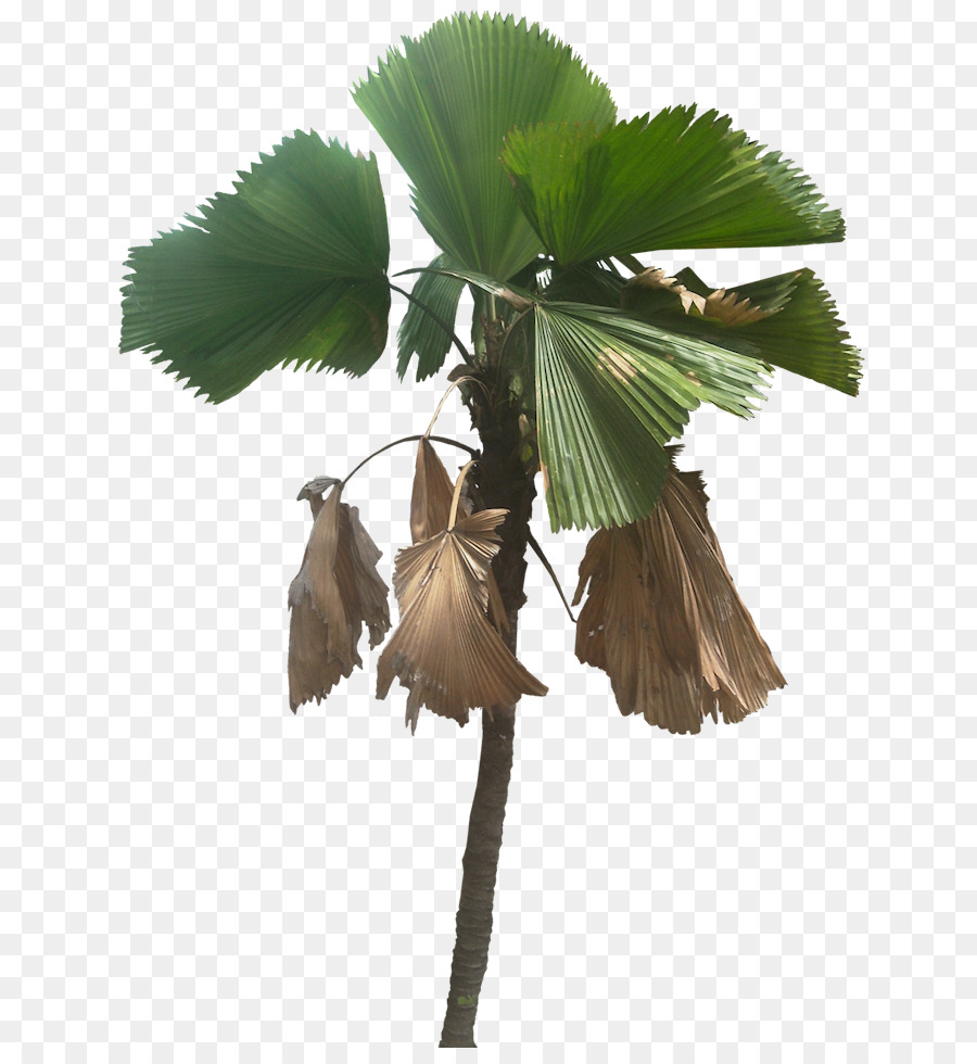 Palmera，Tropical PNG