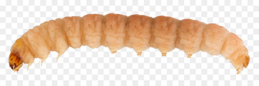 La Polilla Oriental De La Fruta，Larva PNG