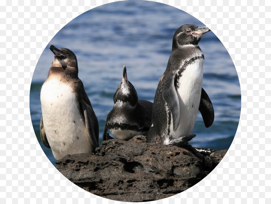 Pingüino，Galápagos Morir Penguin PNG