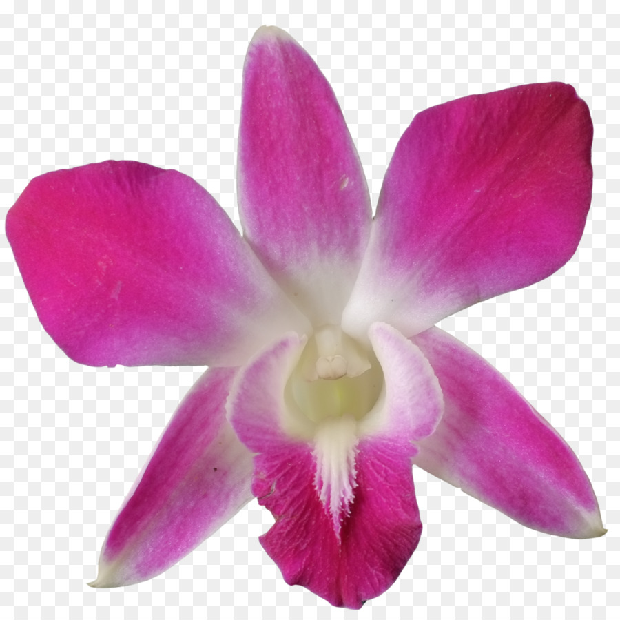 Orquídea，Rosa PNG