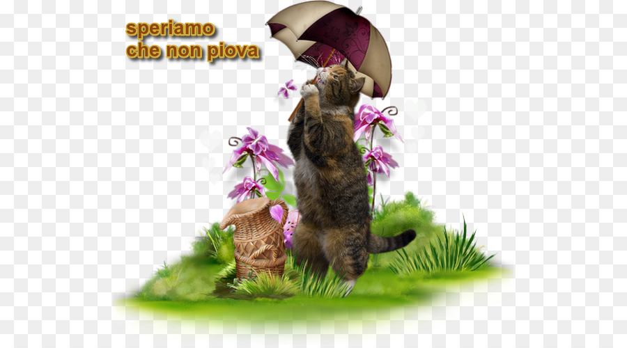 Gato Con Paraguas，Flores PNG