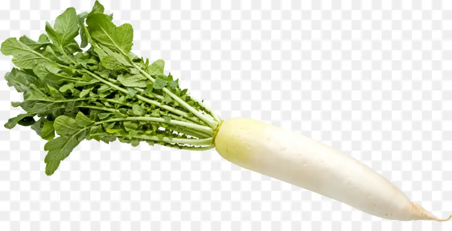 De Verduras De Primavera，Daikon PNG