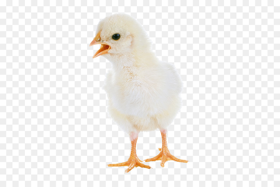 Pollo，Una Fotografía De Stock PNG