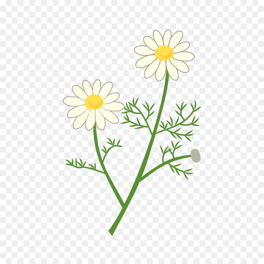 Flor，Provenir PNG