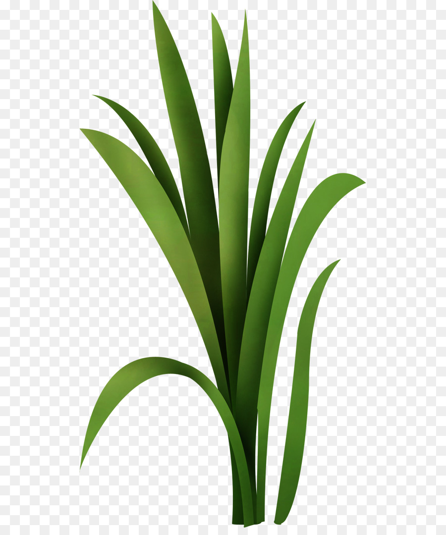 Hoja，Verde PNG