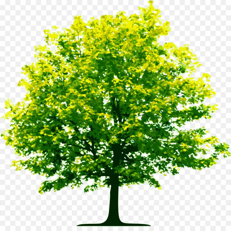 Árbol，Hojas PNG