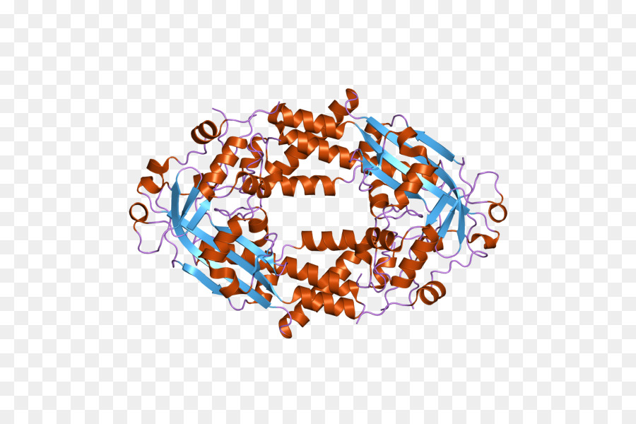 Estructura Del Adn，Molécula PNG