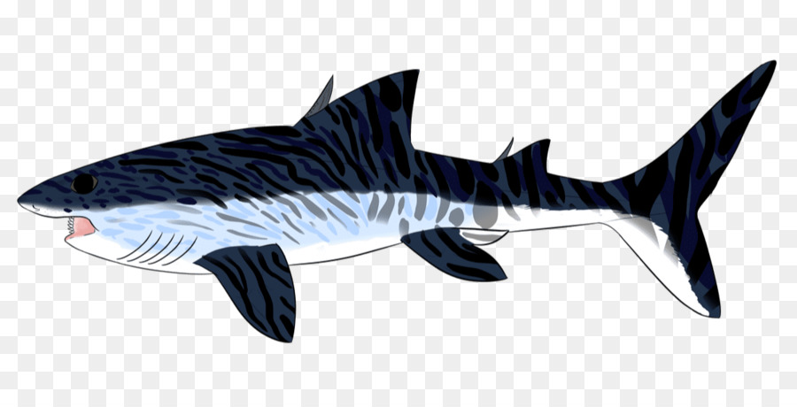 Helicoprion，Tiburón PNG