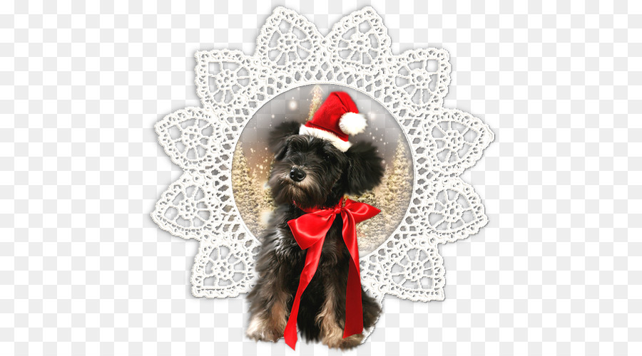 Schnoodle，El Cairn Terrier PNG