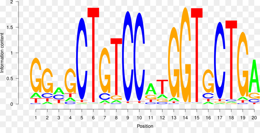 Factor De Transcripción，Transcripción PNG