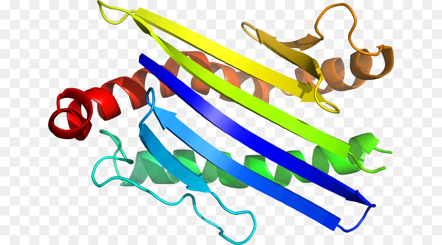 Estructura De La Proteína，Biología PNG