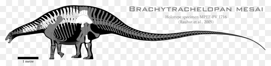 Brachytrachelopan，Dicraeosaurus PNG