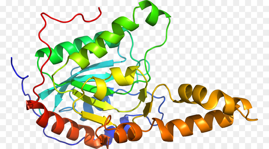 Estructura De La Proteína，Molécula PNG