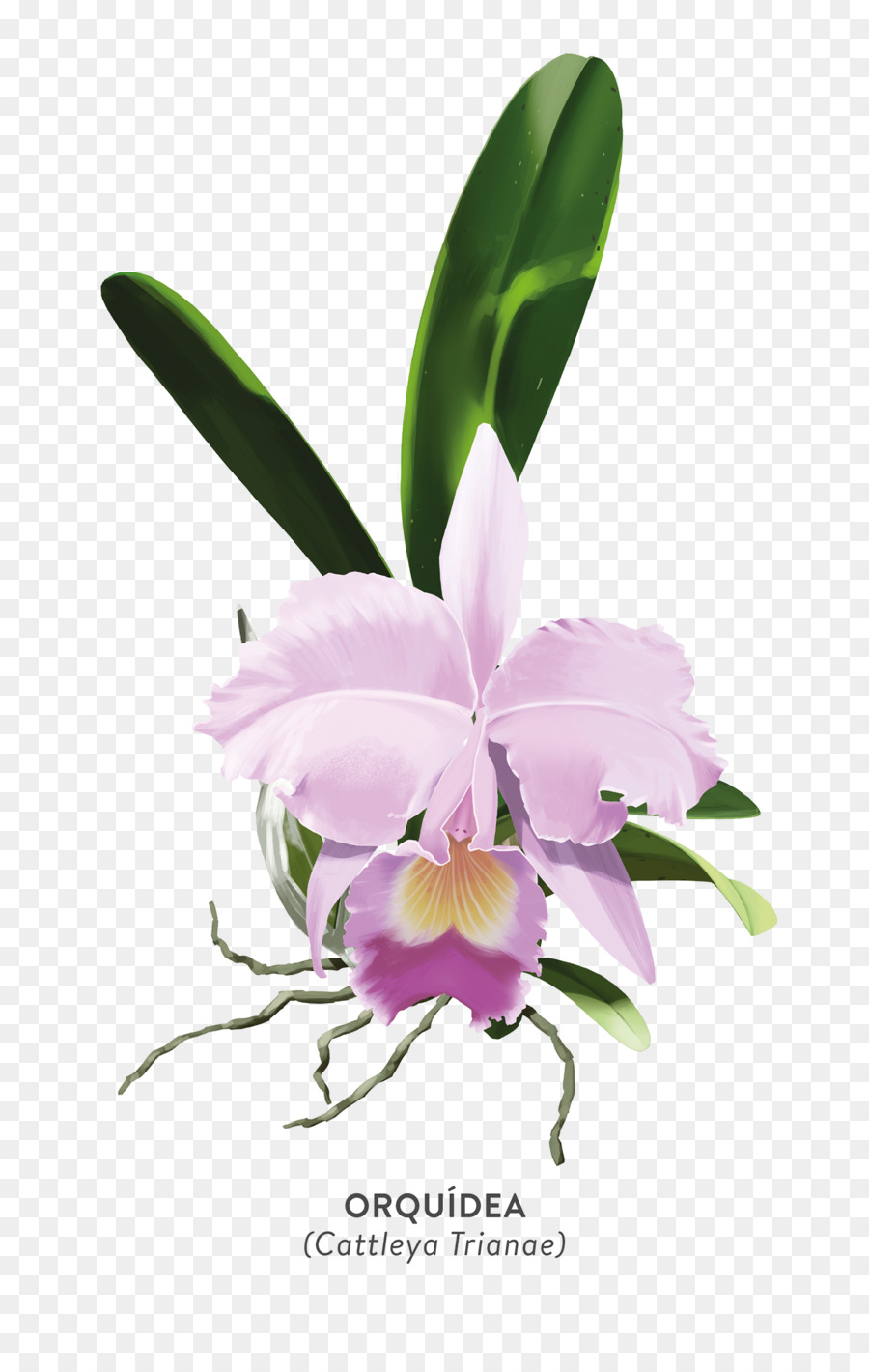 La Navidad De Orquídeas，Crimson Cattleya PNG