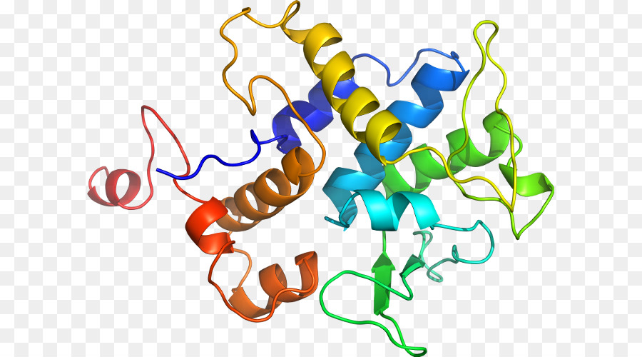 Estructura De La Proteína，Molécula PNG