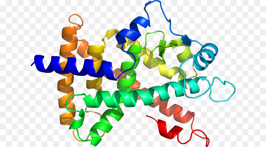 Estructura De La Proteína，Biología PNG