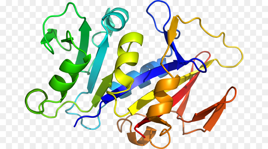 Interleukin1 Familia，Receptor De La Interleucina 1 Tipo I PNG