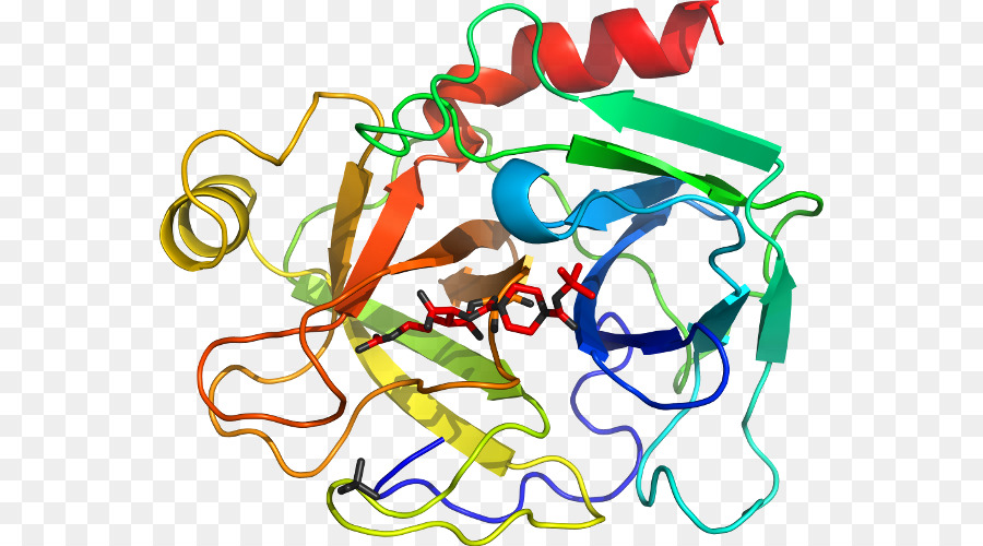 Estructura De La Proteína，Molécula PNG