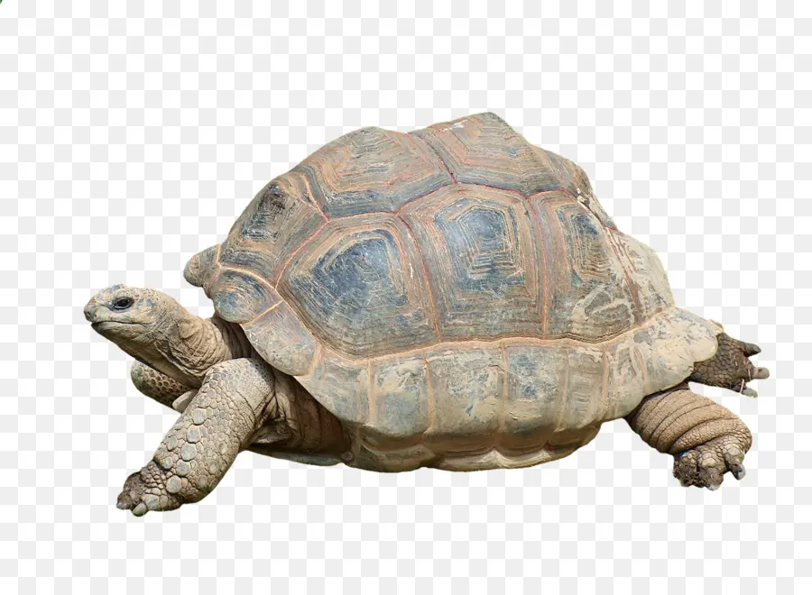 Tortuga，Reptiles PNG