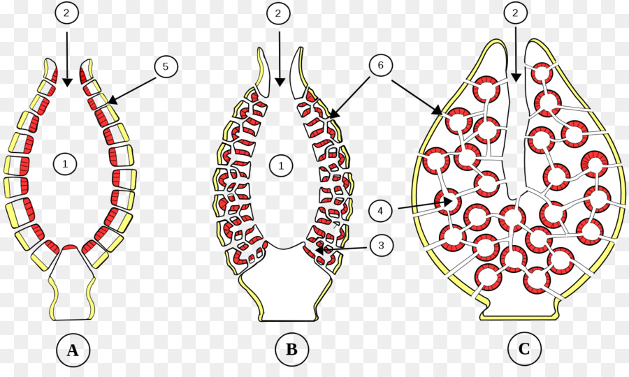 Spongilla，Pinacocyte PNG